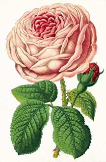 Floral Photography Impressions: Rose