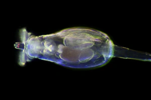 Aquatic Animal Images Impressions: Rotifer, light micrograph