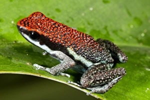 Yasuni National Park Animals Impressions: Ruby poison frog C016 / 7771