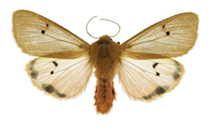Spanish Insects Impressions: Ruby tiger moth C016 / 2233