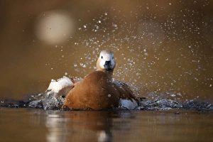 Autumn Wildlife UK Impressions: Ruddy shellduck bathing