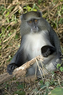 Tropical Forest Primates Impressions: Samango monkey