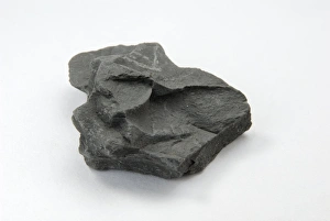 Calcium Carbonate Fossils Impressions: Sample of shale