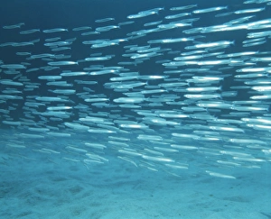 Atlantic Ocean Animals Impressions: Sand eels