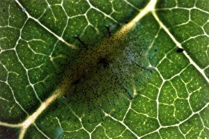 Leaf Dwelling Insects Impressions: Scale insect eggs