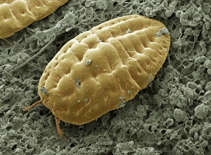 Scanning Electron Micrograph SEM Images Impressions: Scale insect, SEM