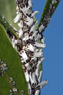 Images datées du 24 septembre 2012: Insectes de l'échelle C014/2575