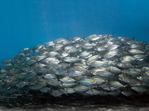 School Of Fish Impressions: School of fish