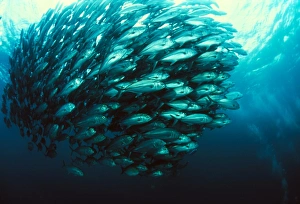 Blue Ocean Wildlife Photography Impressions: Schooling jackfish
