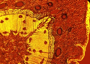 Polarised Light Micrograph Impressions: Scots pine tree stem, light micrograph