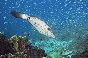 Tropical Ocean Life Impressions: Scribbled filefish