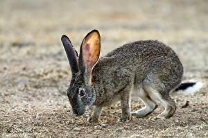 Rocky Terrain Wildlife Impressions: Scrub hare