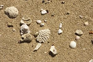 Caribbean Coastal Scene Impressions: Seashell on the shore
