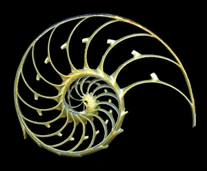 Nautilus Shell Impressions: Sectioned shell of a nautilus