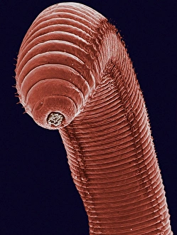 Impressions de Le ver commun est un annelide terrestre dont la représentation sous microscopie électronique de coloris (SEM) montre son dernier segment et sa cloison anale grise à gauche du centre Images datées de 2002 septembre: Semis de vers de terre