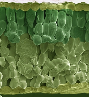Images datant de 2000: Feuille de betterave verte