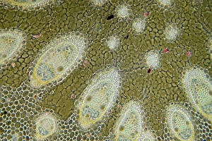 Impressions de Une micrographie de lumière d'une section traversant le tige d'un Juncus acutus. Cette plante adaptée aux conditions arides présente des faisceaux vasculaires dispersés Images datées de 2011 décembre: Courte impétuosité de la tige, microscope à lumière