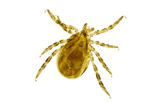 Light Micrograph Impressions: Sheep tick, light micrograph