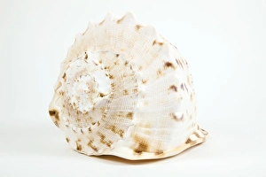 Conch Shell Pictures Impressions: Shell