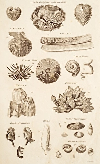 Calcium Carbonate Shells Impressions: Shell Forms C017 / 3510