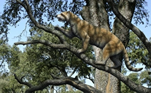 Prehistoric Mammal Impressions: Simocyon in a tree, artwork