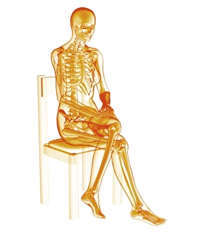 Human Anatomy Diagram Impressions: Skeleton sitting
