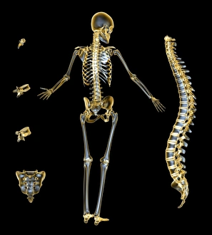 Human Skeleton Impressions: Skeleton and spine, computer artwork