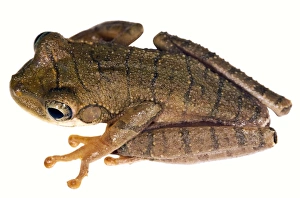 Rainforest Amphibians Impressions: Slender-legged treefrog