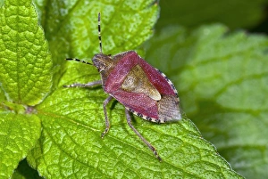 Sloe Bug Impressions: Sloe bug on a leaf