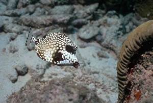 Impressions de Le tronc de poisson lisse (Lactophrys triqueter). Ce poissons habite les récifs et régions côtières dans la mer Atlantique occidentale, depuis au nord jusqu'à le Canada à Brésil Images datées de 2006 février: Tronc de poisson lisse