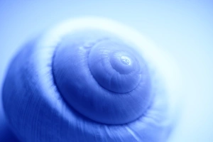 Invertebrate Biology Impressions: Snail shell