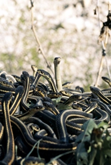 Snake Mating Behavior Impressions: Snakes mating