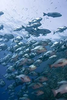 Images datées du 2 août 2011: L'école du Snapper