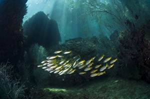 Tropical Ocean Fish Species Impressions: Snappers