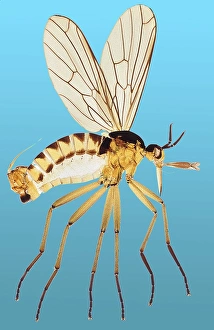 Insect Anatomy Impressions: Snipe fly, light micrograph