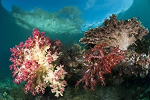 Coral Reef Life Impressions: Soft corals