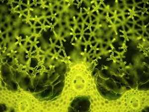 Light Microscopy Images Impressions: Soft rush stem, light micrograph