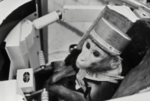 Images datées de 2000 avril: Singe spatial