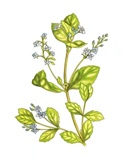 Watercolor Botanicals Impressions: Speedwell (Veronica beccabunga), artwork C016 / 3408