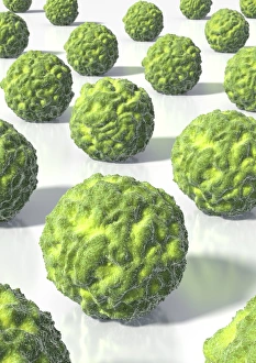 Cocci Bacteria Impressions: Spherical bacteria, artwork