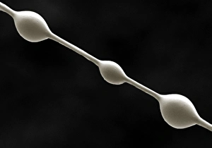 Images datées de 2003 juin: Filaments du filet de l'araignée, SEM