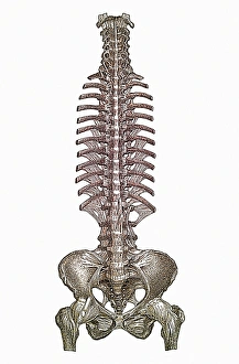 Human Spine Anatomy Impressions: Spinal column