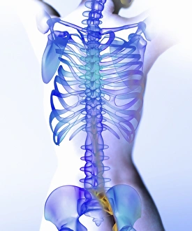 Human Skeleton Impressions: Spine, computer artwork