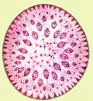 Vascular Bundle Structure Impressions: Spiny rush stem, light micrograph