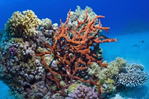 Coral Reef Ecosystem Impressions: Sponge on a reef