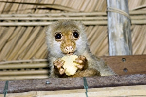 West Papua Indonesia Impressions: Spotted cuscus