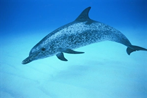 Delfin spoté