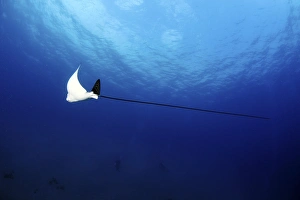 Aetobatus Narinari Impressions: Spotted eagle ray