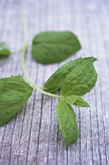 Mint Plant Impressions: Sprig of mint