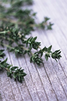 Thyme Plant Impressions: Sprigs of thyme